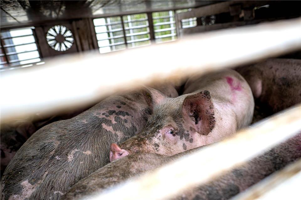 Nach Angaben der Polizei wurden rund 30 Schweine beim Unfall verletzt. (Symbolbild)Sina Schuldt/dpa