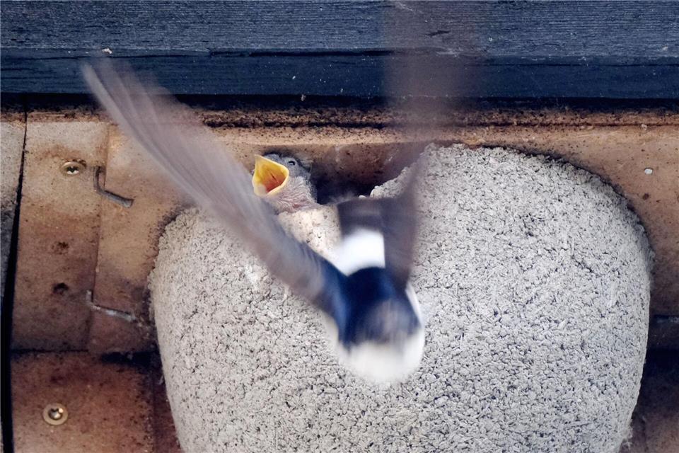 Nach Angaben der Vogelschutzwarte Neschwitz sind die Brutbestände der Rauchschwalben und Mehlschwalben - beide Arten bewohnen Gebäude - in den vergangenen 40 Jahren in Sachsen um etwa die Hälfte zurückgegangen. (Archivbild)Sebastian Willnow/dpa