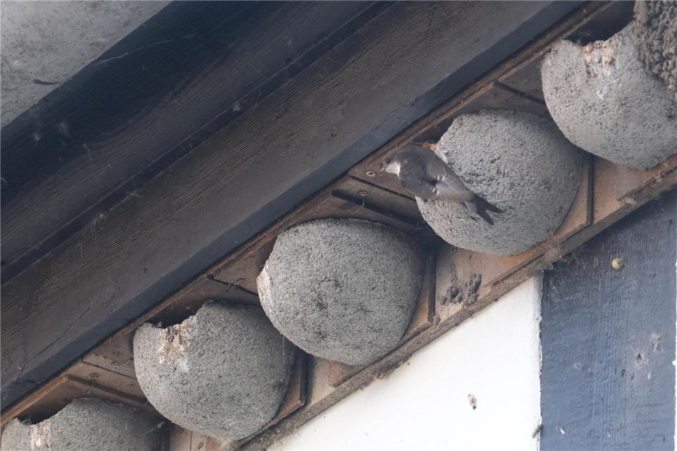 Nach Angaben der Vogelschutzwarte Neschwitz sind die Brutbestände der Rauchschwalben und Mehlschwalben - beide Arten bewohnen Gebäude - in den vergangenen 40 Jahren in Sachsen um etwa die Hälfte zurückgegangen. (Archivbild). Sebastian Willnow/dpa