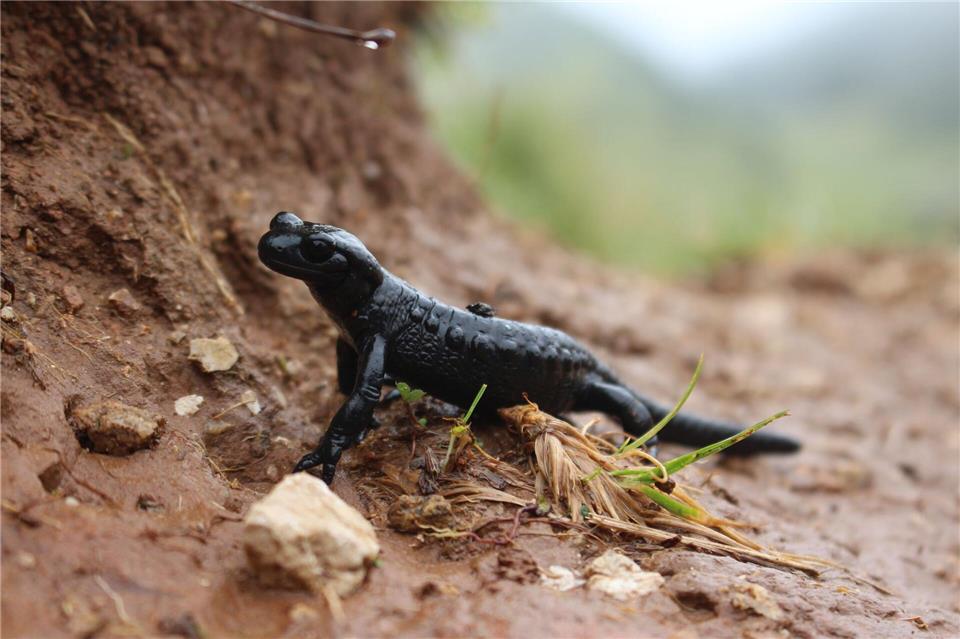Nach Angaben des Landesbunds für Vogel- und Naturschutz in Bayern werden viele Alpensalamander vor allem im Ost- und Oberallgäu auf Straßen überfahren. (Symbolbild)Christine Geidel/Landesbund für Vogel- und Naturschutz in Bayern/dpa