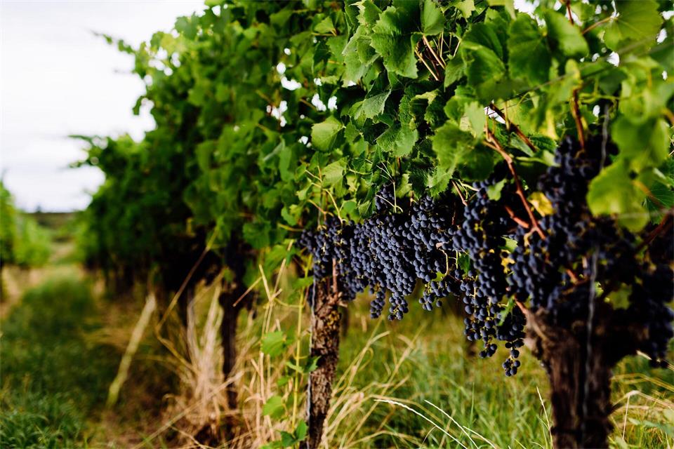 Nach Angaben des Weinbauverbands sind Pilzerkrankungen in vielen Beständen bislang gering.Philipp von Ditfurth/dpa