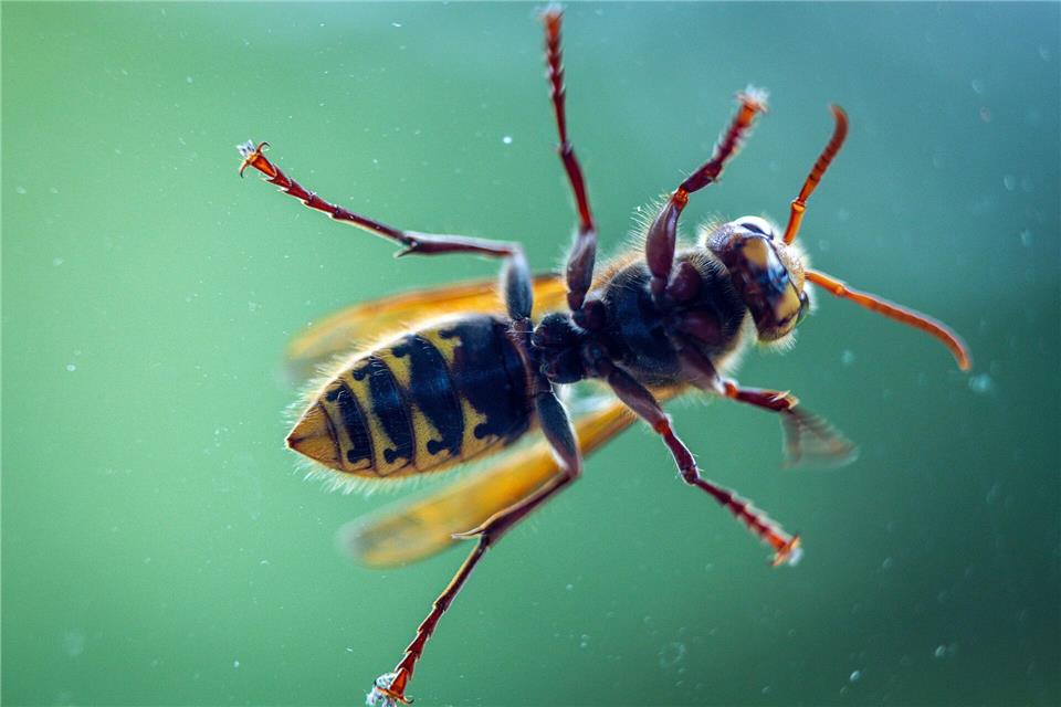 Nach Angriffen von Hornissen musste in Nordwestmecklenburg ein Nest umgesetzt werden. (Symbolbild)Jens Büttner/dpa