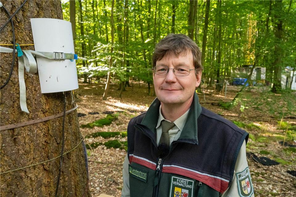 Nach Aussage Kai Jüttes von der Landesforstanstalt Mecklenburg-Vorpommern handelt es sich bei der Forschungsfläche im Demminer Wendeforst um das am besten vermessenen Waldstück mindestens im Nordosten.Stefan Sauer/dpa