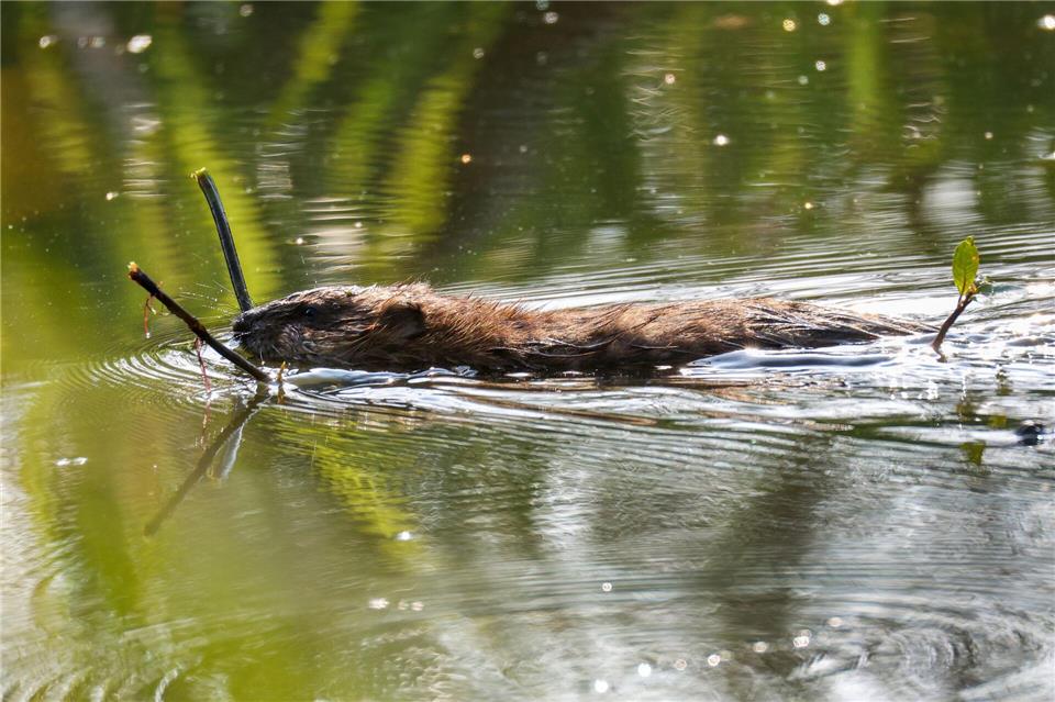 Nach Einschätzung der Beamten wurden die beiden Biber im Laufe der vergangenen Woche getötet. (Symbolbild)Thomas Warnack/dpa