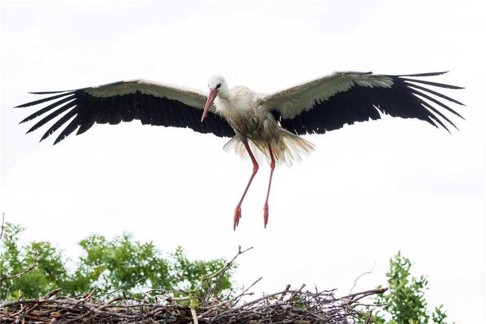 Nach Fiete ist nun auch Jette (nicht im Bild) wieder da. Das Paar kann über eine Webcam Tag und Nacht beobachtet werden. (Archivbild)Daniel Bockwoldt/dpa