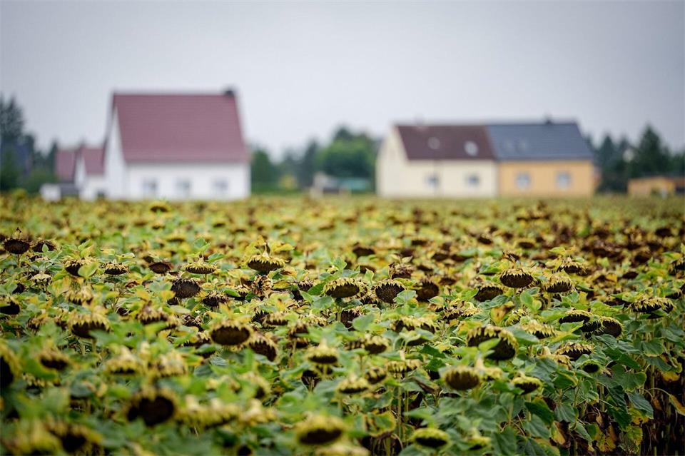 Nach Regen und Gewittern am Freitag und Samstag zeigt sich das Wetter am Sonntag wieder freundlicher.Kay Nietfeld/dpa