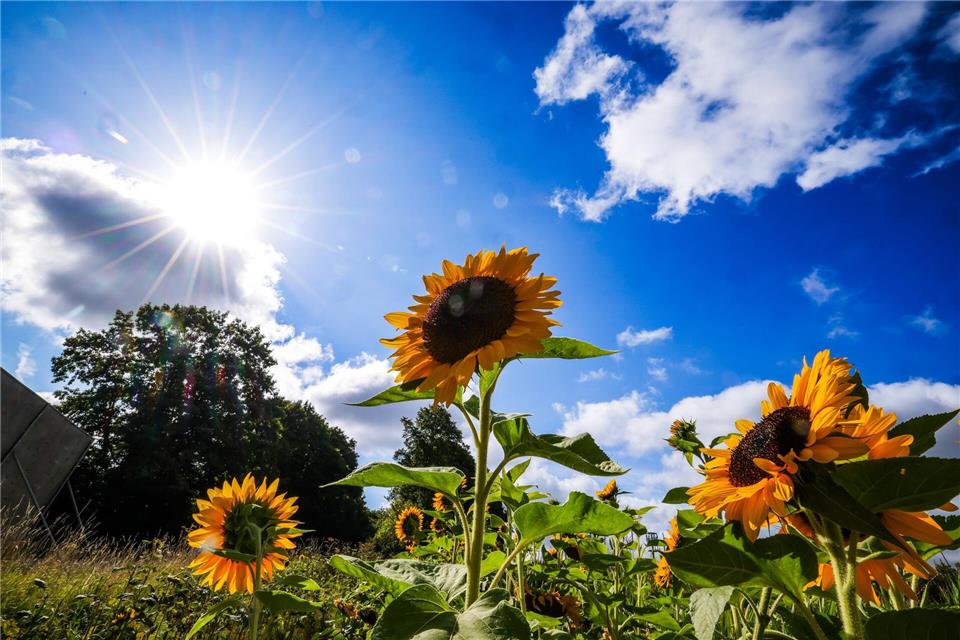 Erst Regen - dann Sonne zum Ende der Woche Nach Regen und einzelnen Gewittern strahlt am Wochenende noch einmal die Sonne für die Menschen in NRW - in der Nacht wird es aber teilweise schon sehr kühl. (Archivbild)Christoph Reichwein/dpa
