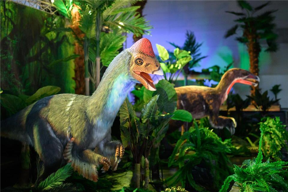 Nach Stationen in Dortmund, Wien und Friedrichshafen mit laut Veranstalter mehr als 220.000 Besuchern ist die Ausstellung erstmals in Niedersachsen zu sehen.Julian Stratenschulte/dpa