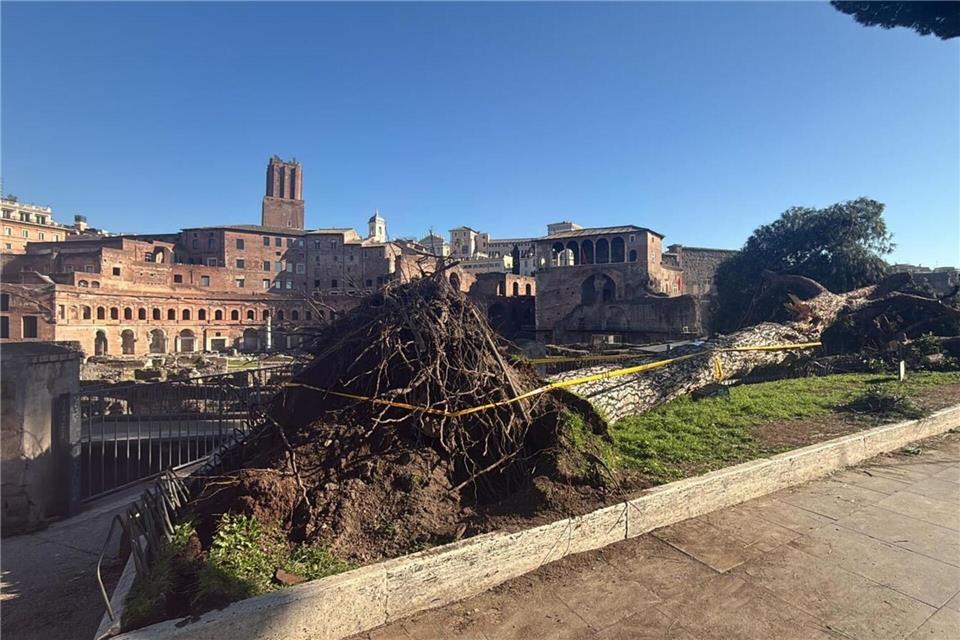 Nach Unwettern sind innerhalb eines Monats drei solcher Bäume mitten auf der berühmten Via dei Fori Imperiali umgestürzt - sie zählt zu den beliebtesten Straßen zum Flanieren und vor allem die zahlreichen Rom-Touristen nutzen sie. Dipartimento Ambiente Roma/dpa