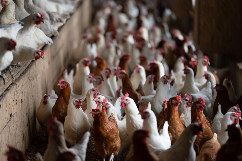 Nach Vogelgrippe-Fällen gilt in der Region Heilbronn nun eine Stallpflicht für Geflügel. (Symbolbild)Marijan Murat/dpa