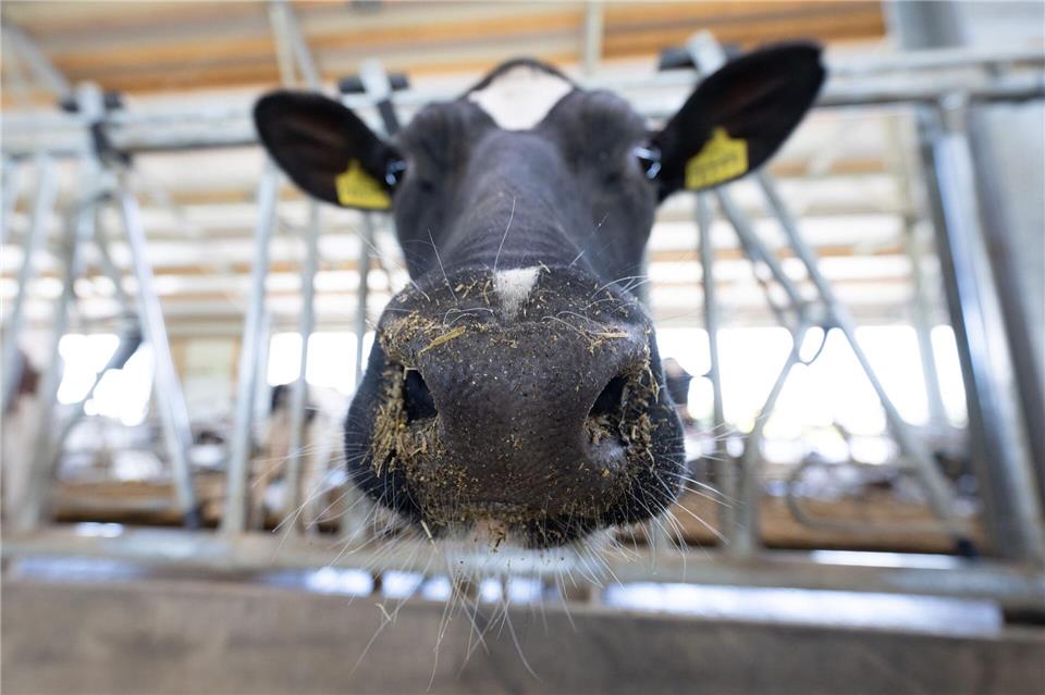 Nach Tierquälerei-Verdacht Ermittlungsverfahren eingeleitet Nach Vorwürfen der Tierquälerei sieht sich ein Milchviehbetrieb mit Anzeigen konfrontiert. (Symbolbild)Sebastian Kahnert/dpa/ZB