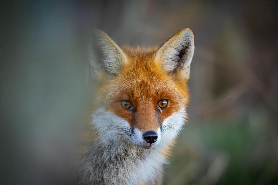 Nach Willen der Thüringer Landesregierung sollen in Zukunft auch heimische Raubwildarten wie Rotfüchse und Steinmarder mit Hilfe von Nachtzielgeräten gejagt werden dürfen. Patrick Pleul/dpa