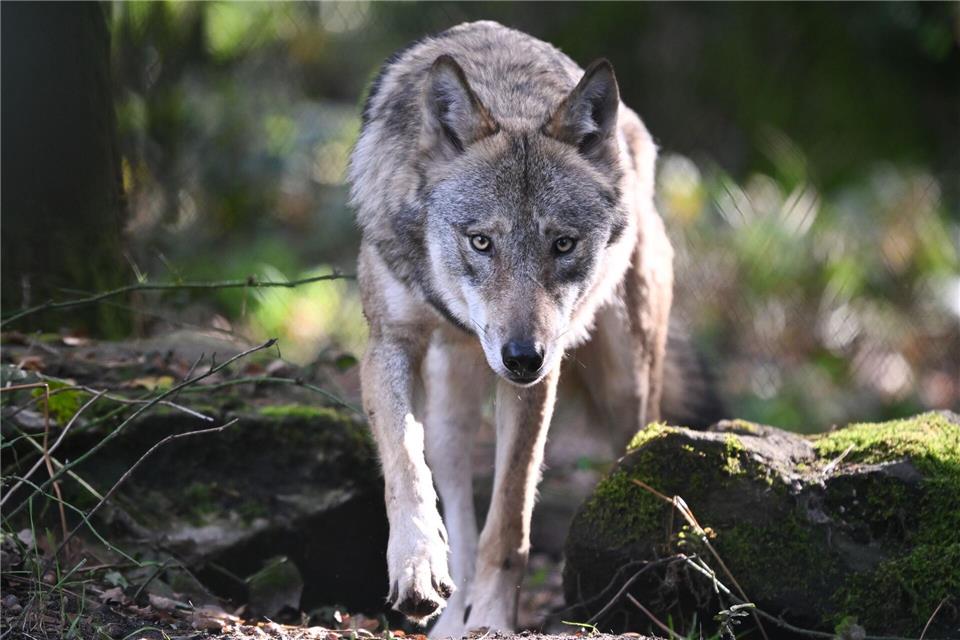Wie steht es um den Wolf in Hessen? Nach aktuellem Stand gibt es drei Wolfsterritorien in Hessen. (Symbolbild)Arne Dedert/dpa