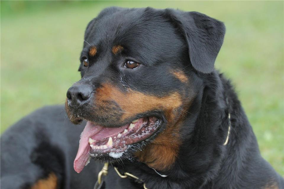 Nach dem Angriff auf den Kinderwagen entfernte sich der Hundebesitzer vo Ort des Geschehens. (Symbolbild)Franziska Kraufmann/dpa