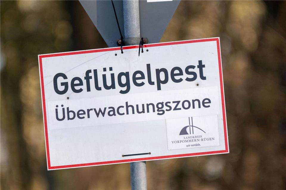 Nach dem Ausbruch der Geflügelpest in Ostthüringen gelten Sperr- und Überwachungszonen. (Symbolbild)Stefan Sauer/dpa