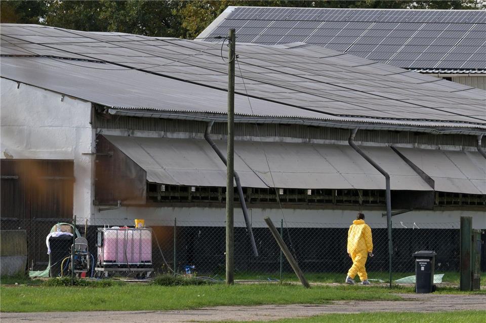 Geflügelpest: Tausende Puten und Hunderte Kraniche tot Nach dem Ausbruch der Gefügelpest in einem Betrieb in Potsdam-Mittelmark gelten erhöhte Schutzvorkehrungen.Michael Bahlo/dpa