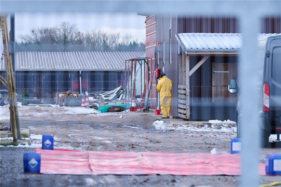 Nach dem Ausbruch der Maul- und Klauenseuche werden rund 200 Schweine innerhalb einer Sperrzone vorsorglich getötet. Annette Riedl/dpa