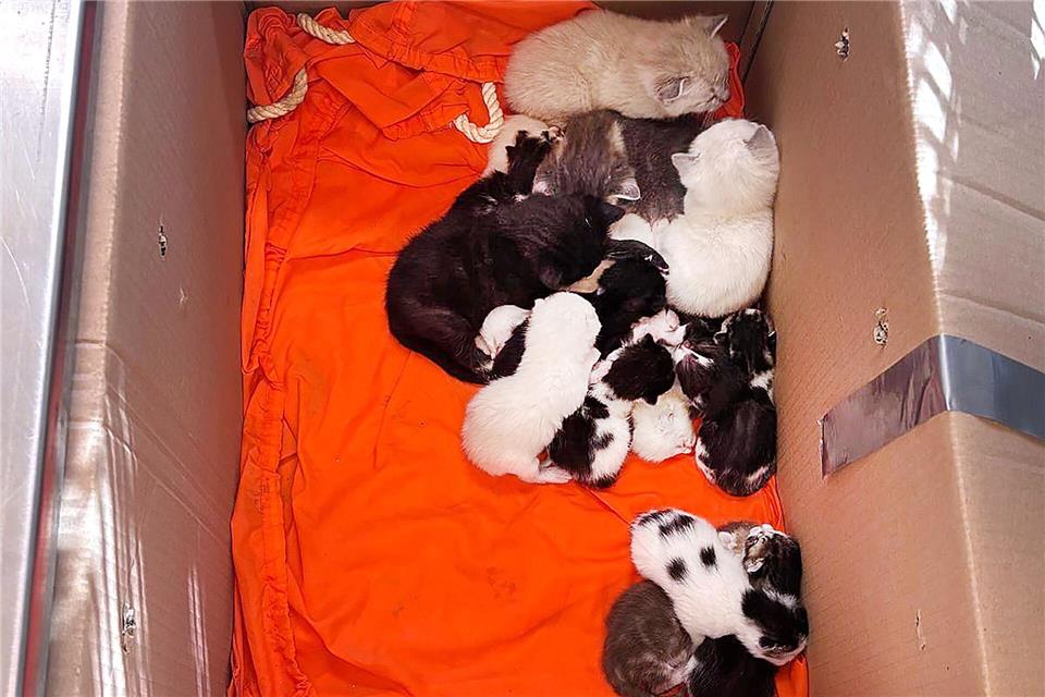 Nach dem Fund von 20 Katzenbabys und drei ausgewachsene Katzen in verschlossenen Kartons ermittelt die Bremer Polizei wegen Verstoßes gegen das Tierschutzgesetz.  (Handout) ---/Polizei Bremen/dpa