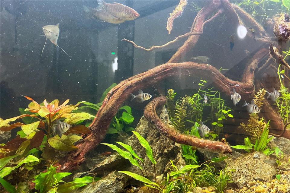 Nach dem Großbrand an der Grundschule Beuthener Straße in Hannover Ende November sind zehn Fische und eine Garnele nun in ihr neues Zuhause in der Käthe-Paulus-Schule gezogen. (Handout)-/Landeshauptstadt Hannover/dpa