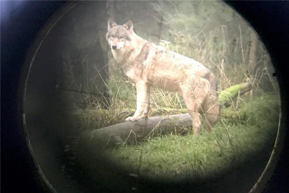 Nach dem Inkrafttreten des Bundesjagdgesetzes gelten die Regelungen auch in Rheinland-Pfalz (Symbolbild)Carsten Rehder/dpa