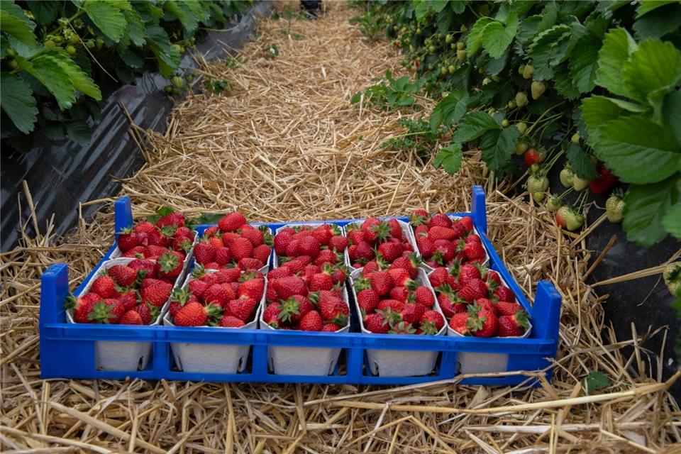 Nach dem Pflücken heißt es: „Husch, husch ins Schälchen.“