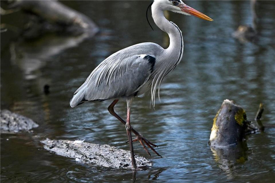 Nach dem Storch ist der Graureiher der zweitgrößte einheimische Vogel.Jennifer Brückner/dpa
