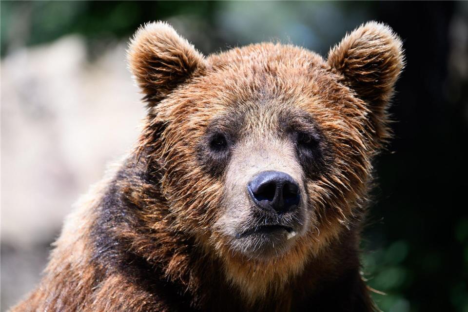 Nach dem Tod von Aiko soll sein Zwillingsbruder in Droyßig ein größeres Gehege bekommen. (Symbolbild)Bernd von Jutrczenka/dpa