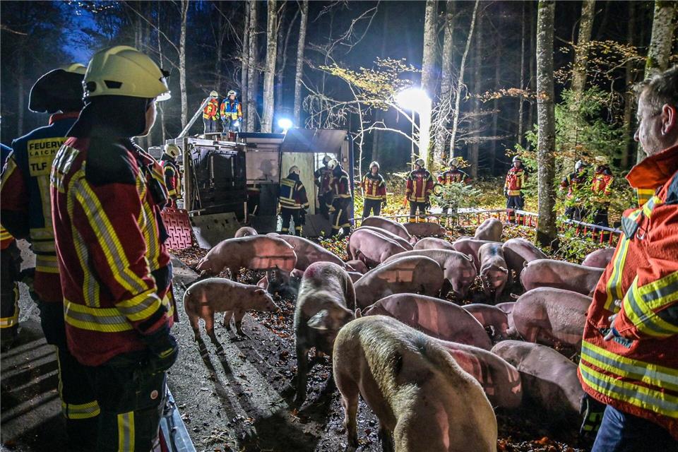 Schweinetransporter kippt um - 16 Schweine werden getötet  Nach dem Unfall des Schweinetransporters kümmern sich Rettungskräfte um die TiereSimon Zeiher/onw-images/dpa