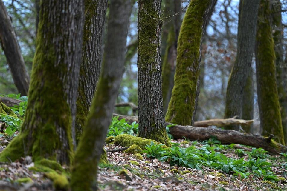 Nach dem Willen von Naturschützern sollen im Wald auch künftige Generationen von Habitatbäumen heranwachsen. (Archivbild)Uwe Zucchi/dpa