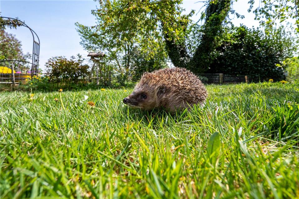 Nach dem Winterschlaf macht sich der Igel auf die Suche nach seiner Leibspeise: Insekten.Armin Weigel/dpa/dpa-tmn