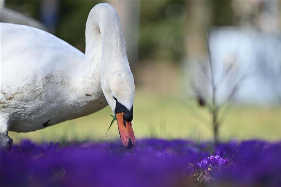 Nach dem frühlingshaften Wetter der vergangenen Tage wird es wechselhafter.Katharina Kausche/dpa