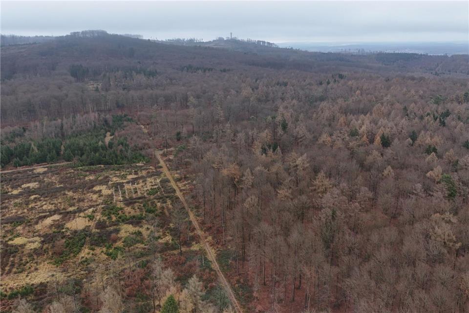 Nach dem jüngsten Walzustandsbericht sind 81,4 Prozent der Bäume geschädigt. (Archivbild)Sascha Ditscher/dpa