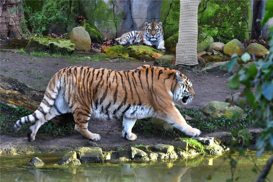 Nach dem tödlichen Unfall mit einem Tiger in Schkeuditz fordern die Grünen ein Verbot der privaten Haltung von gefährlichen Tieren. (Archivbild)Waltraud Grubitzsch/dpa-Zentralbild/dpa