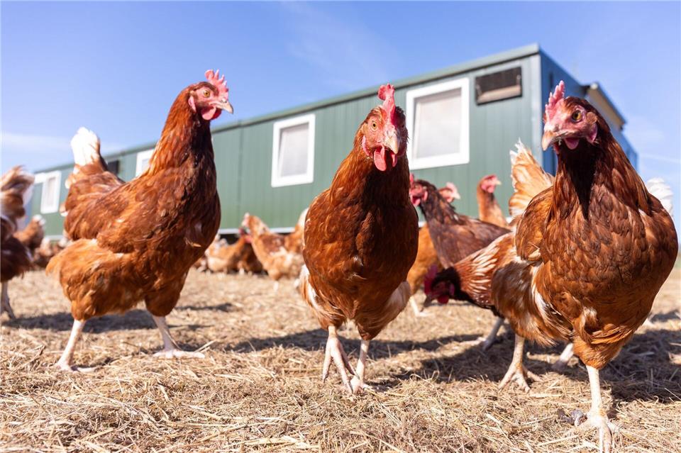Nach den ersten Ausbrüchen der „atypischen Geflügelpest“ seit 30 Jahren verschärfen Behörden in Sachsen die Impfkontrollen bei Tierhaltern. (Symbolbild)Christian Lademann/dpa