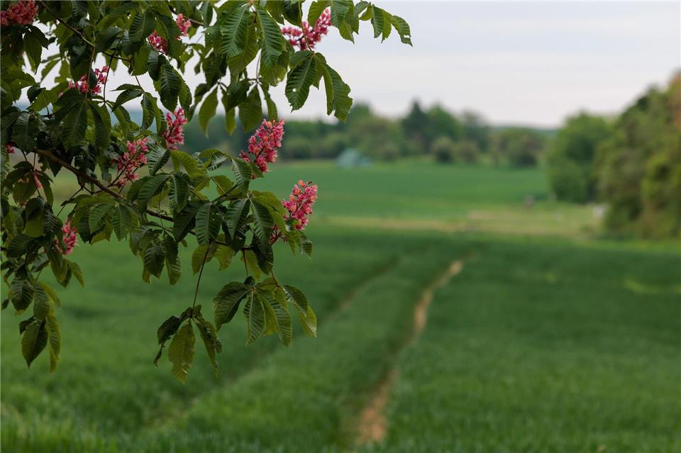 Nach den ersten frühsommerlichen Tagen wird das Wetter in Hessen durchwachsener mit kühleren Temperaturen. Jörg Halisch/dpa