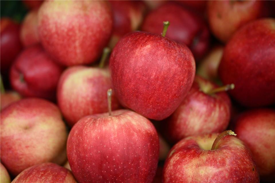 Nach den verheerenden Ernteausfällen im vergangenen Jahr erwarten die Thüringer Obstbauern in diesem Jahr wieder eine normale Apfelernte.Martin Schutt/dpa