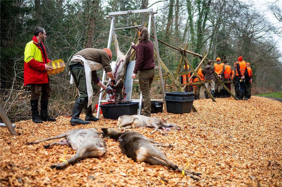 Nach der Drückjagd werden 20 Rehe und zwei Hasen ausgenommen, bei den Rehen werden stichprobenartig Blutproben genommen. (Archivbild)Sina Schuldt/dpa