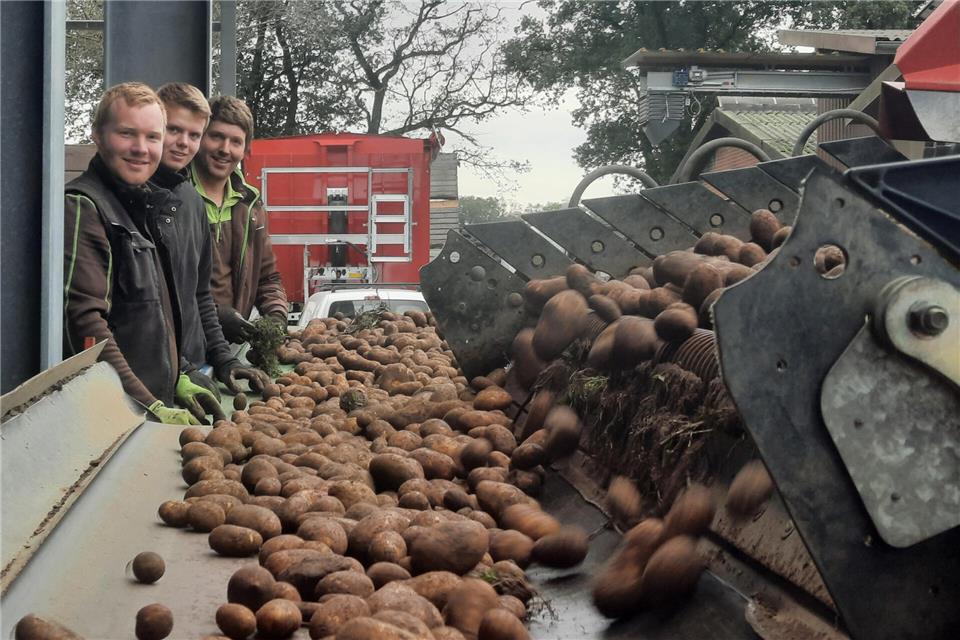 Nach der Ernte wird sortiert: David Finke (links), Azubi David Schulze Mengering und Martin Finke.