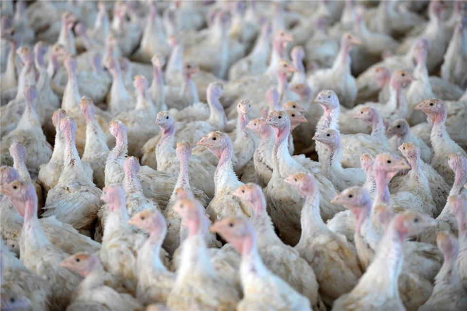 Nach der Feststellung der Geflügelpest in einem Putenstall im Landkreis Cloppenburg mussten die Tiere getötet werden. (Symbolfoto) picture alliance / Carmen Jaspersen/dpa