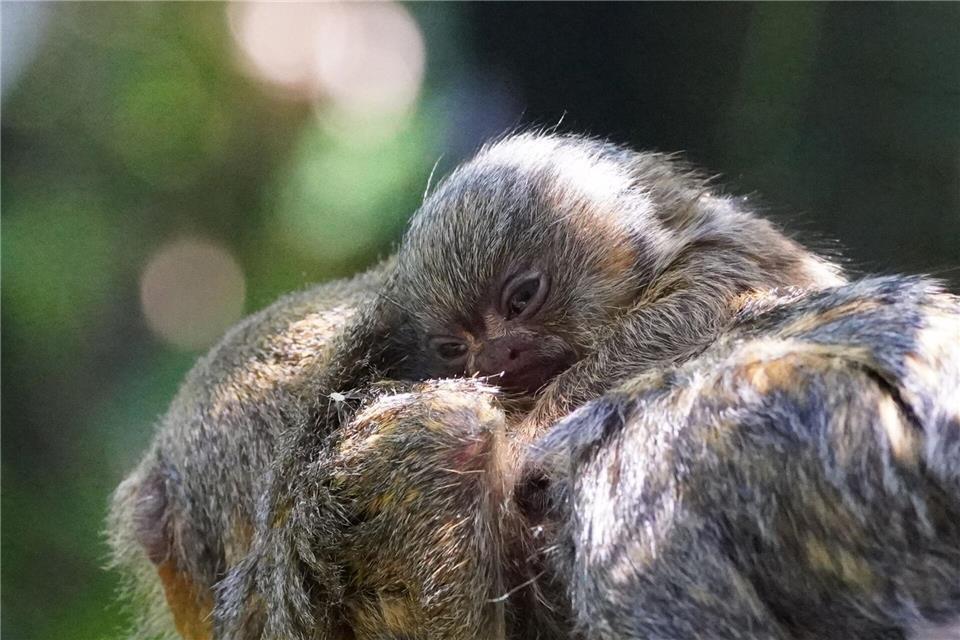 Nach der Geburt übernimmt der Vater den Großteil der Kinderbetreuung.Tiergarten Kleve/dpa