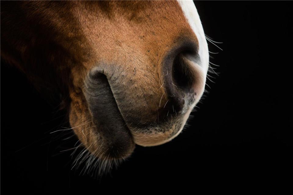 Nach der Tierquälerei in München hat die Polizei neue Ermittlungsergebnisse. (Symbolbild)Rolf Vennenbernd/dpa