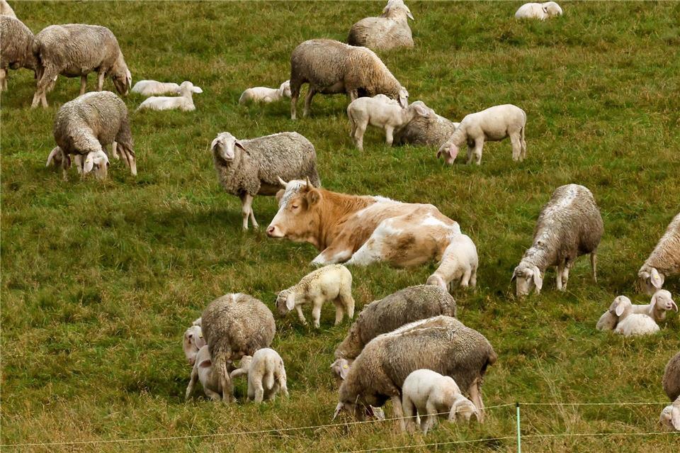 Nach der abenteuerlichen Flucht vor dem Schlachter fand die Kuh eine neue Herde.(Archiv) Thomas Schippl/dpa