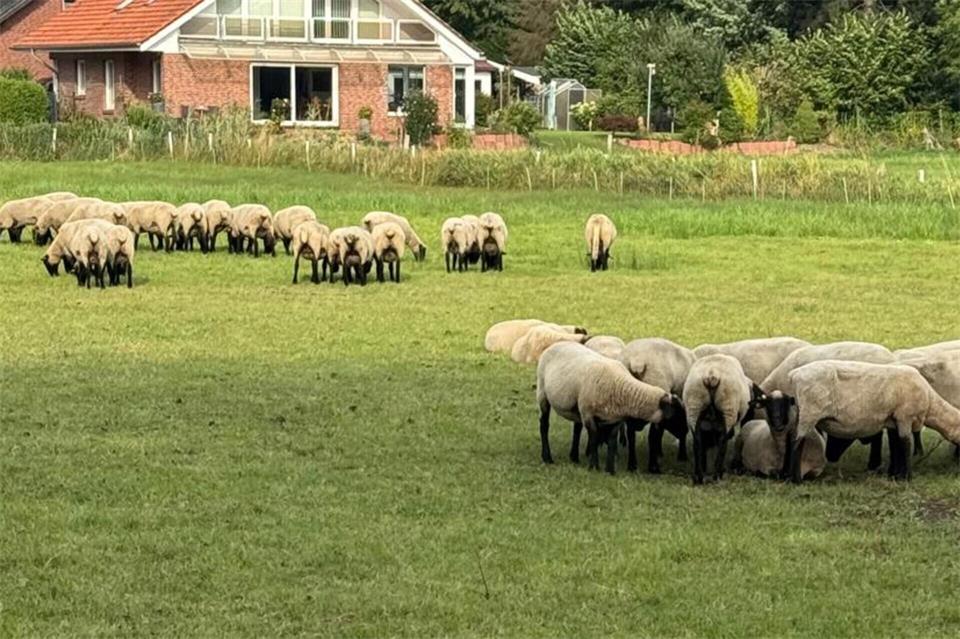 Nach der grausamen Tötung eines Schafbocks in Nienborg hat die Polizei einen ersten womöglich vielversprechenden Hinweis erhalten. 