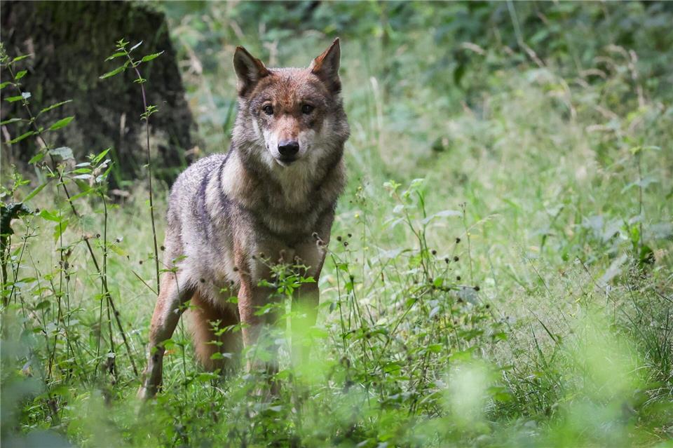 Nach der vorläufigen Statistik wurden in diesem Jahr 35 Wölfe in Brandenburg im Straßenverkehr getötet. Am Wochenende kam ein Unfall mit einem toten Wolf dazu. (Symbolbild)Christian Charisius/dpa