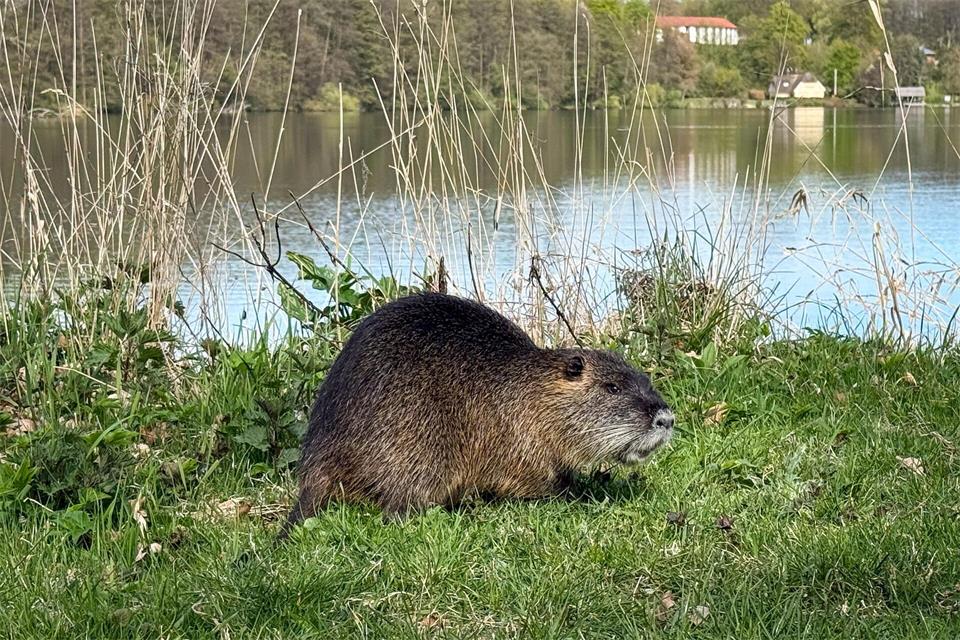 Nach einem Biss durch einen Biber warnt die Gemeinde Schechen im Landkreis Rosenheim Badegäste am Waldsee davor, den Tieren und ihrer Burg nahezukommen. (Symbolbild)Christian Charisius/dpa