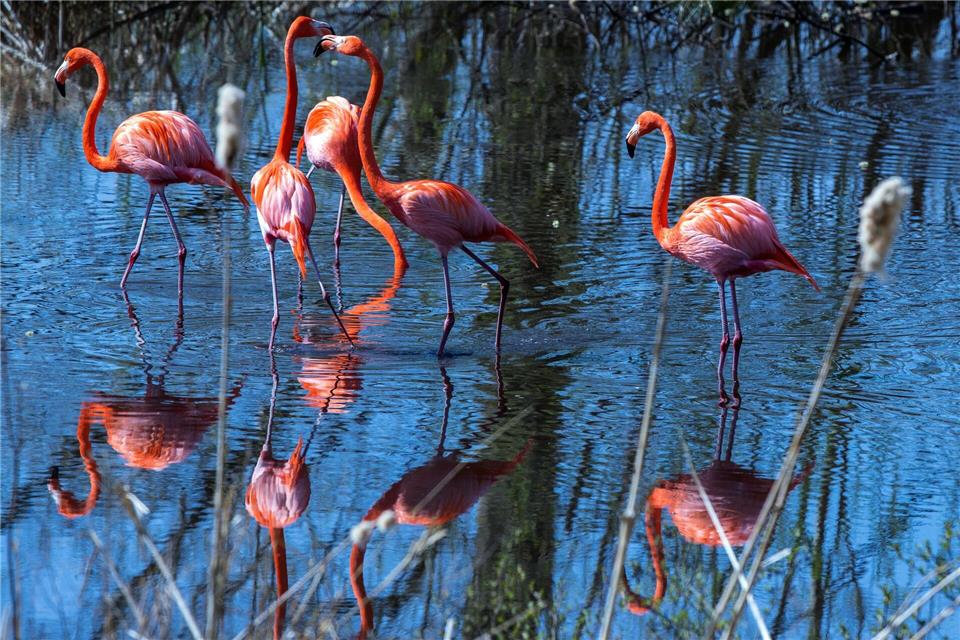 Nach einem Fall von Vogelgrippe hat der Schweriner Zoo Schutzmaßnahmen ergriffen. (Symbolbild)Jens Büttner/dpa-Zentralbild/dpa