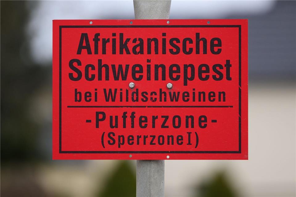 Nach einem Jahr ohne neue Fälle ist die letzte verbliebene Sperrzone zur Afrikanischen Schweinepest im Kreis Bautzen aufgehoben worden. (Illustrationsbild)Robert Michael/dpa