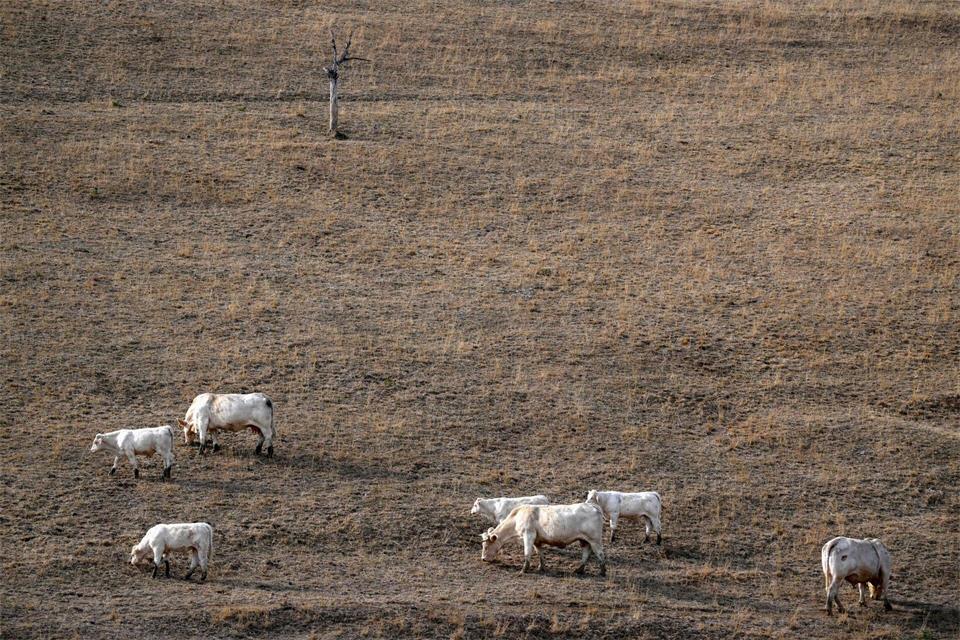 Nach einem Sommer mit beispielloser Hitze und Trockenheit befindet sich Frankreichs Landwirtschaft in einer schwierigen Lage (Archivbild).Olivier Chassignole/AFP/dpa