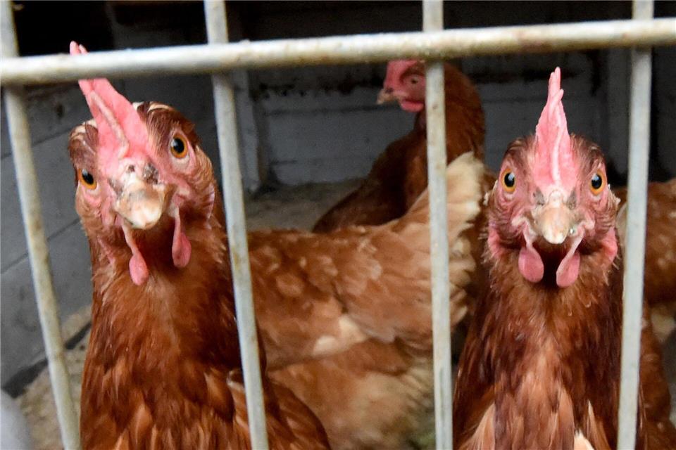 Nach einem Vogelgrippe-Ausbruch in Geiselhöring müssen Hühner dort im Stall bleiben (Symbolbild) picture alliance / dpa
