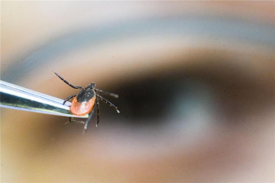 Nach einem Waldspaziergang sollten der Körper und Haustiere nach Zecken abgesucht werden. (Symbolbild)Julian Stratenschulte/dpa